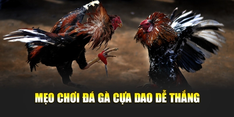Mẹo chơi đá gà cựa dao dễ thắng